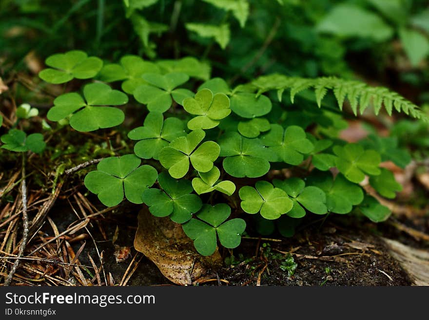 Green Plant Close Up Photography