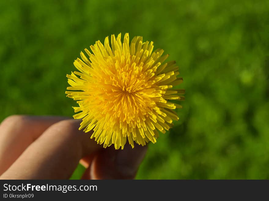 Yellow Dandelion Flower