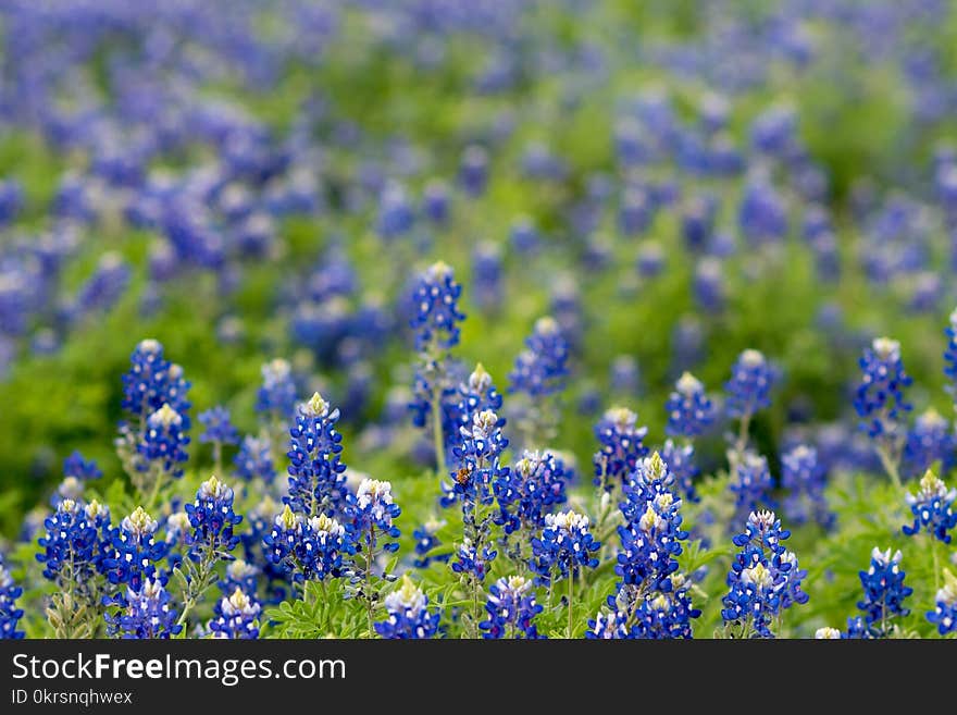 Field of Texas Bluebonnet