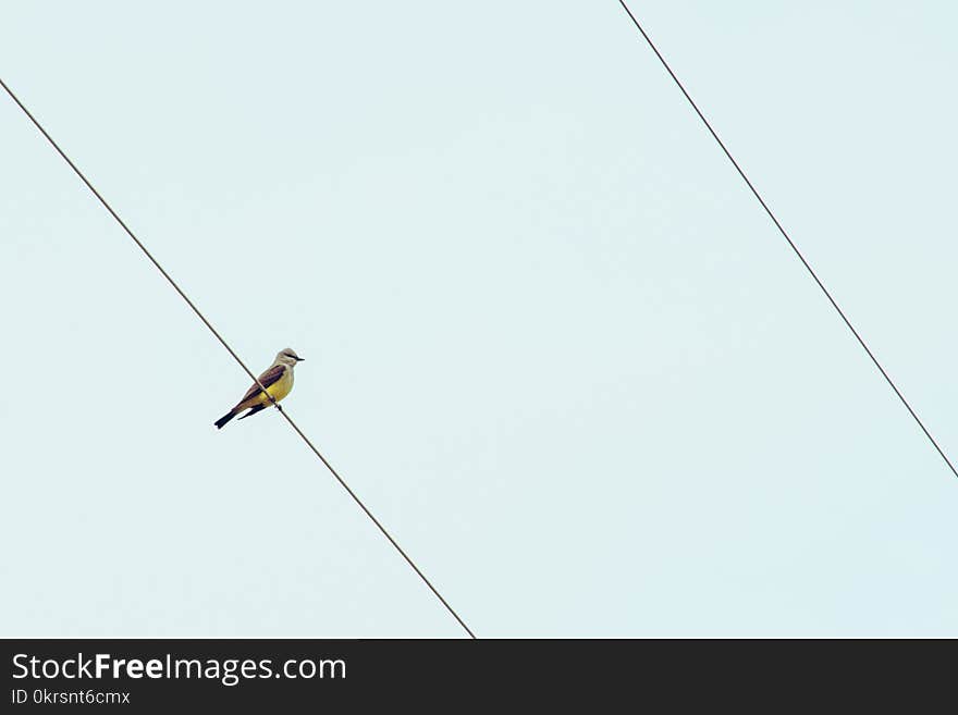 Bird On Cable Wire