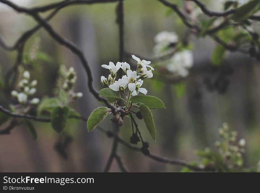 White Cherry Blossoms In Bloom