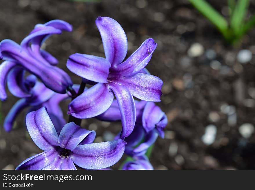 Selective Focus Photography Larkspur&#x27;s Flower