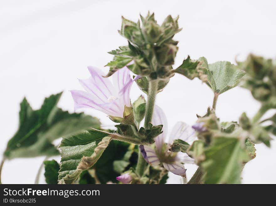 Close-up Photography of Green Leaf Plant