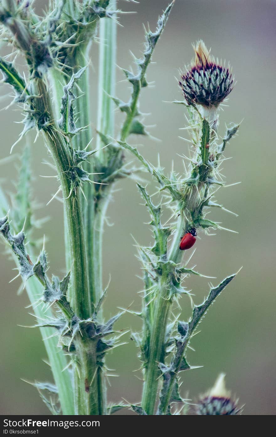 Shallow Focus Photography of Flowers