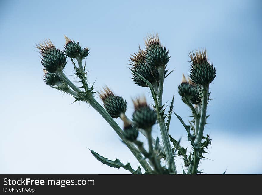 Green Thistle Flower Buds Pin Bloom at Daytime