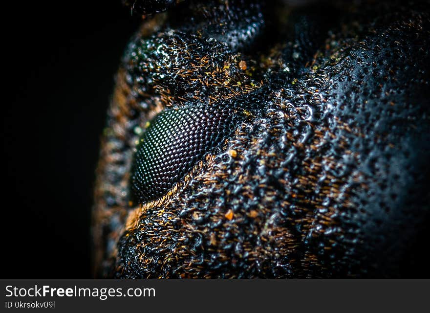 Macro-photography of Black and Brown Skin