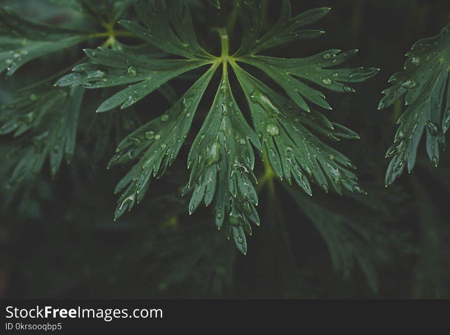 Photo Of Green Leaf With Drops Of Water