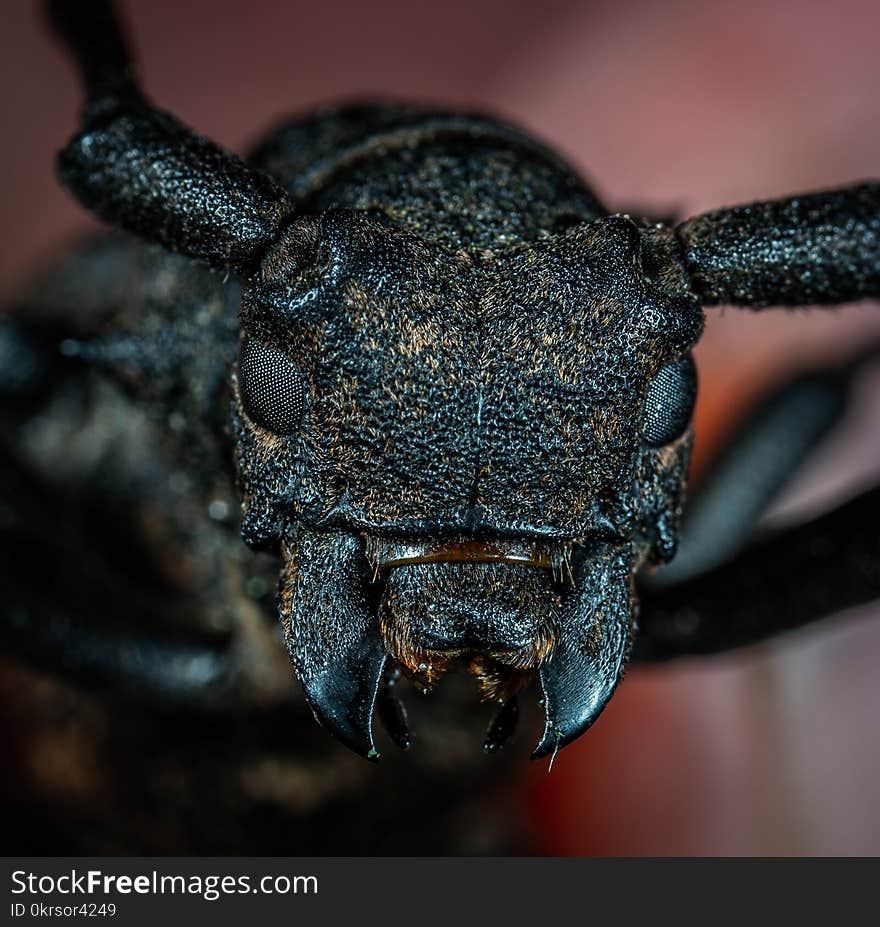 Black Beetle in Macro Photography