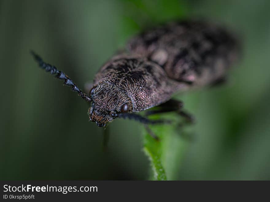 Macro Shoot Photography of Black Beetle on Green Leaf Plant