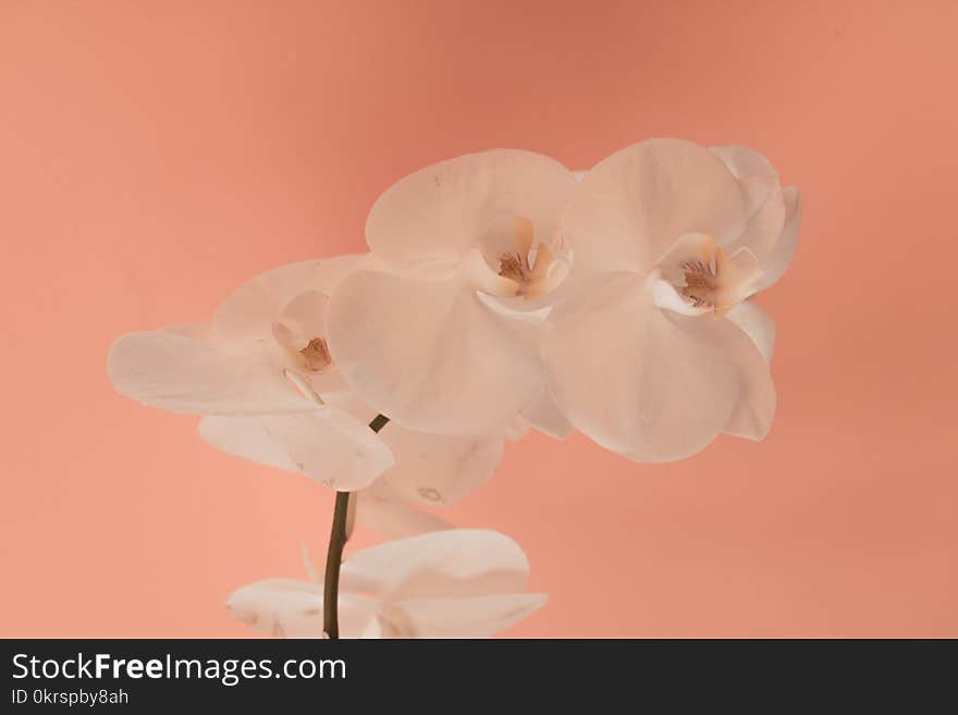 White Flowers