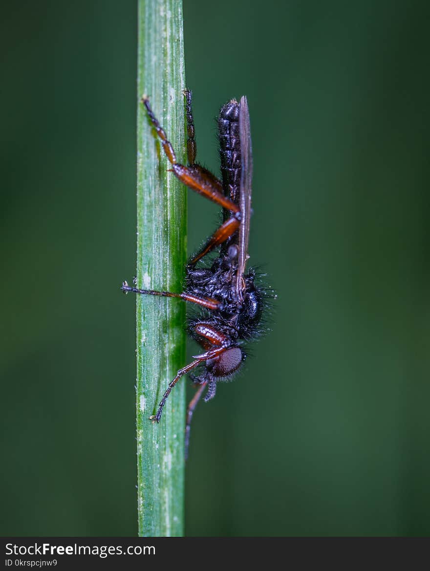 Black and Brown Robber Fly