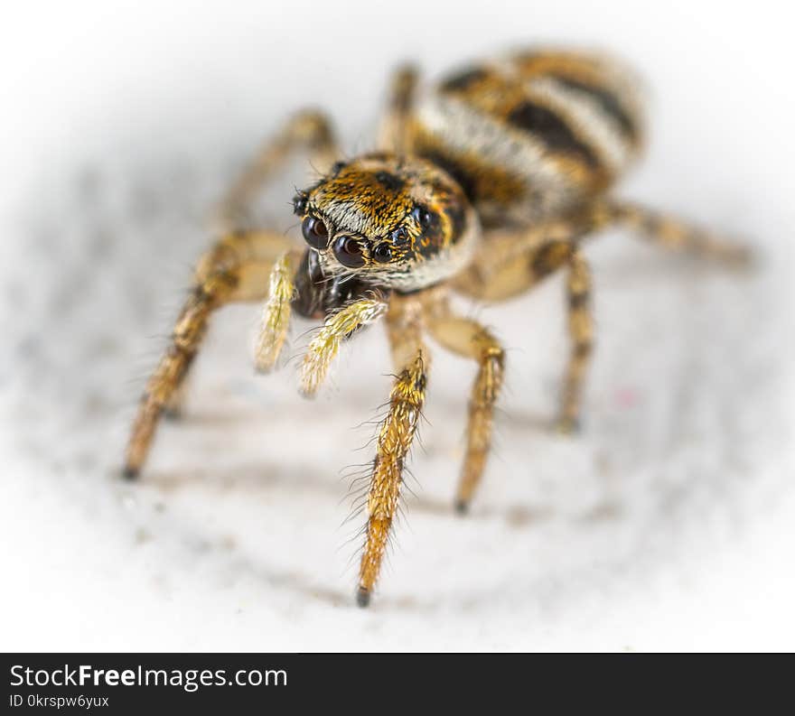 Close-Up Photo Spider