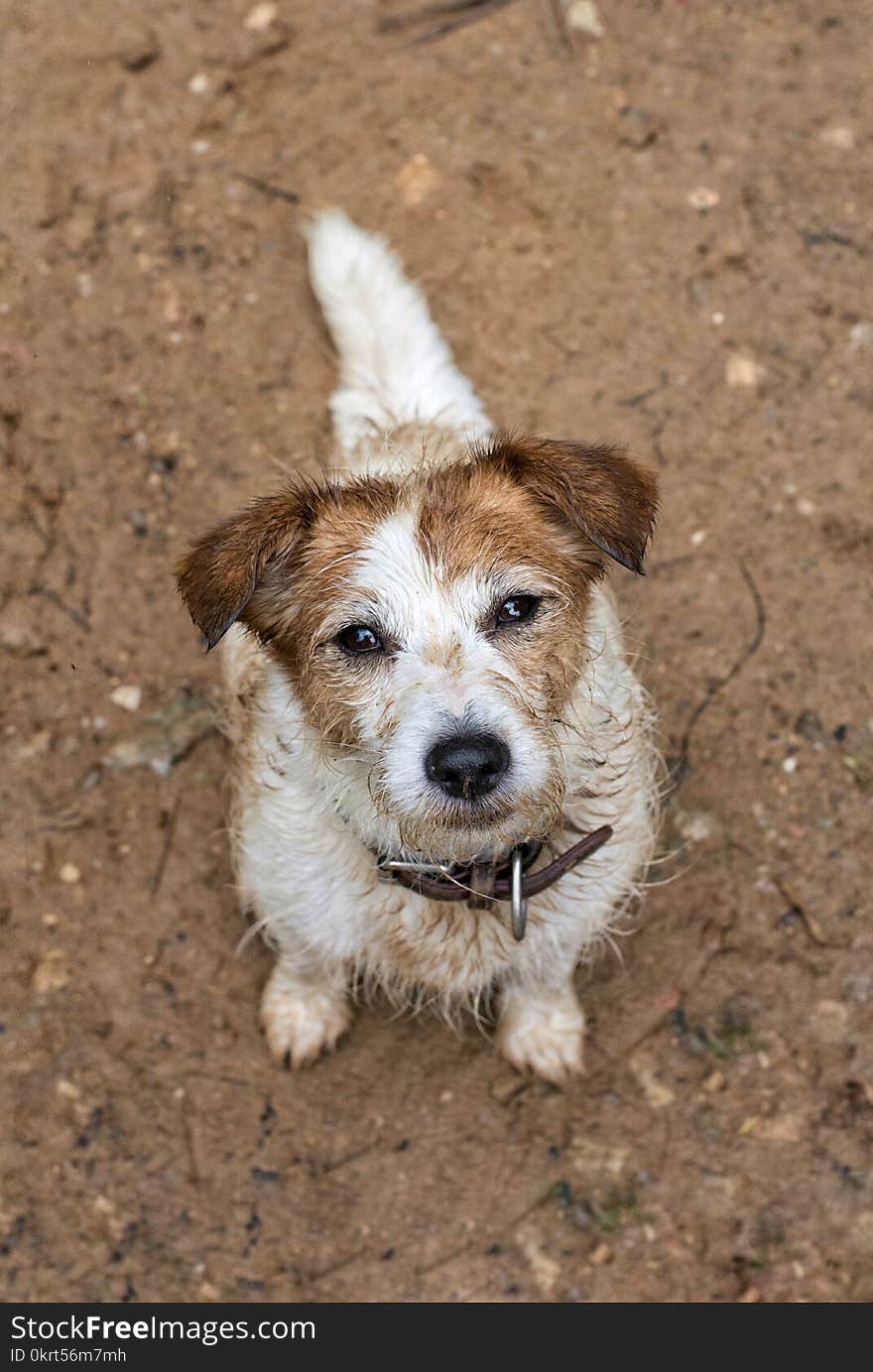 CUTE DIRTY MUDDY DOG LOOKING UP ON NATURAL BROWN BACKGROUND