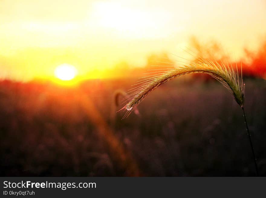 Dawn red sun drop of dew on grass. Dawn red sun drop of dew on grass