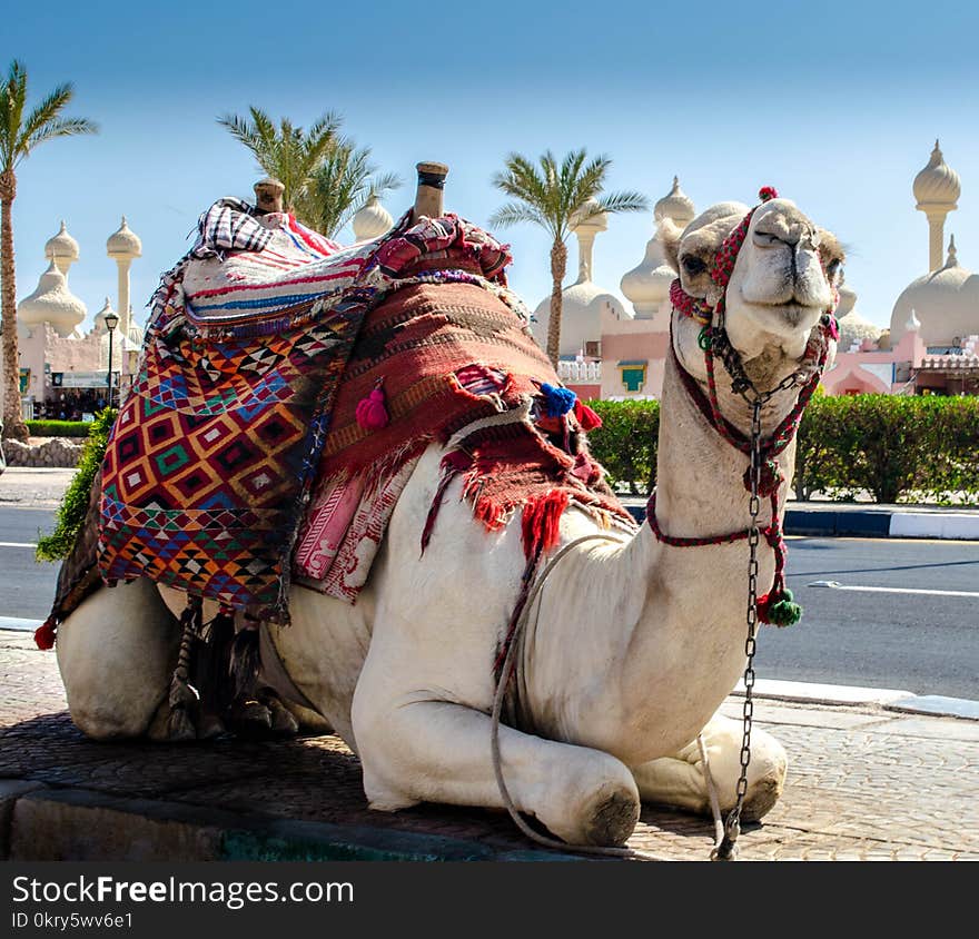 A riding camel in a bright blanket on the sunny street of Sharm