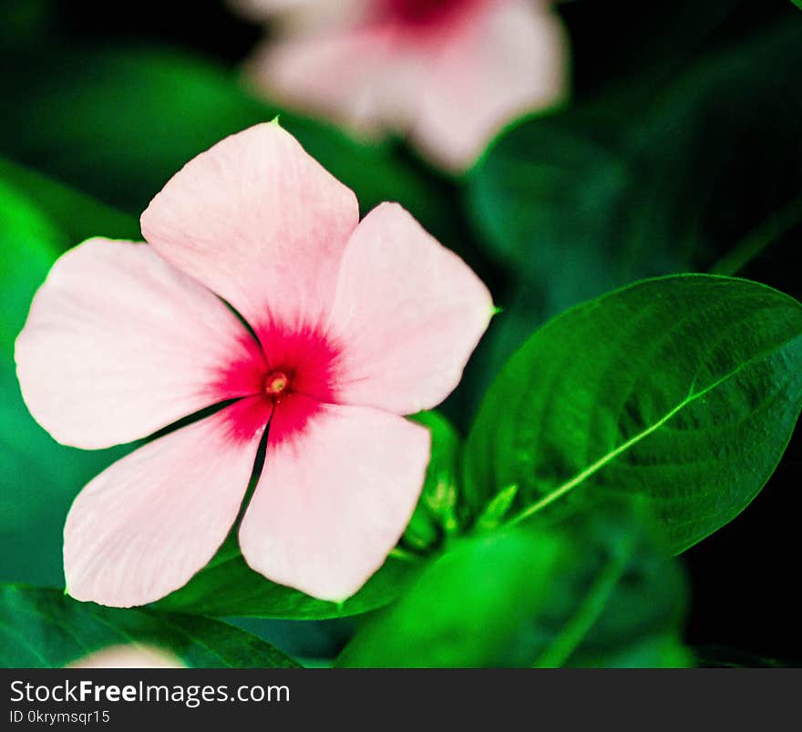 Summer flowers in Houston