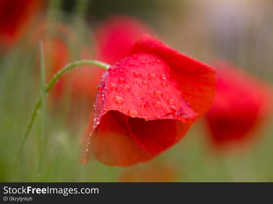 Poppy flowers just after a spring rain, covered in water drops