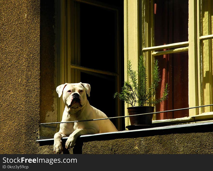 White Bulldog On The Window Watching Outside