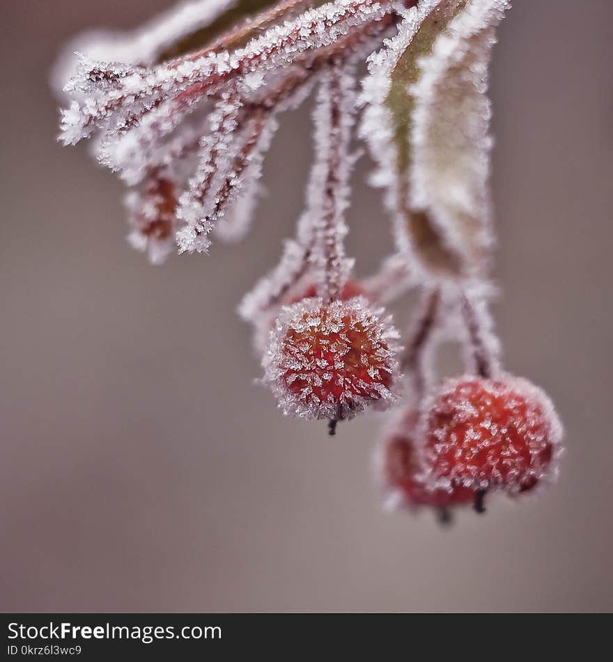 Orange berry after sleet in winter. Orange berry after sleet in winter