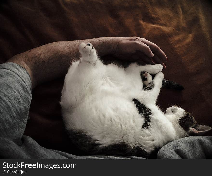 The cat sleeping next to her human