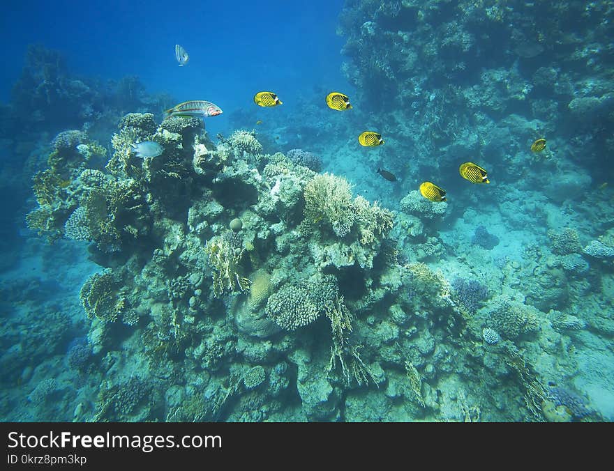 Panorama of coral on the reefs of the red sea.