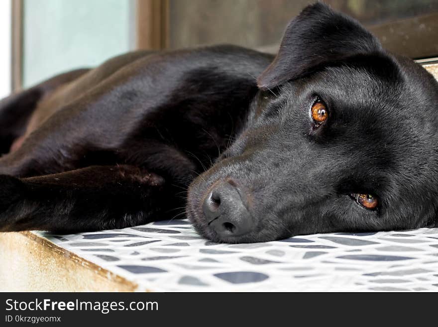 Thai black dog lay on the floor