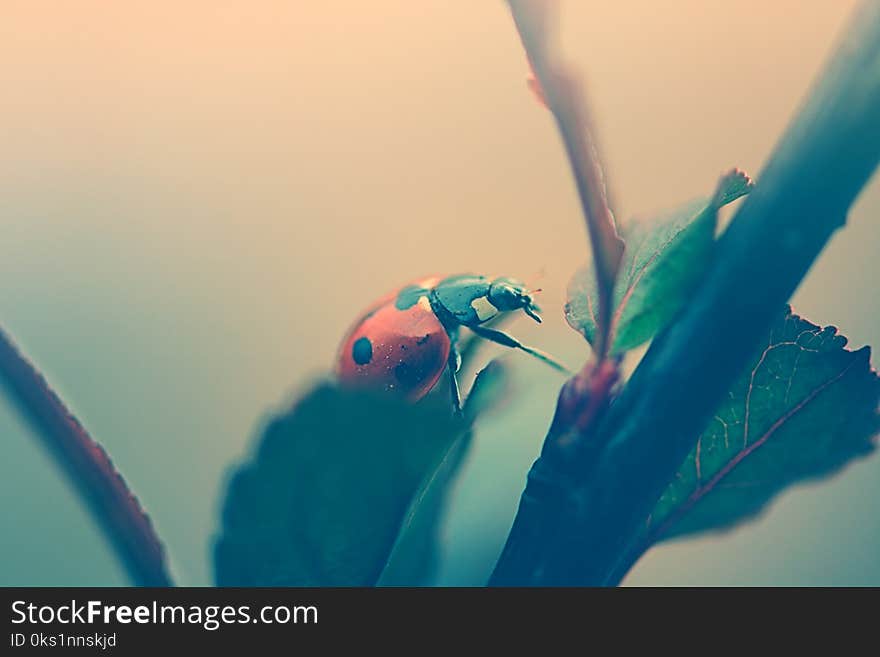 Ladybird climing a tree branch macro view. Ladybird climing a tree branch macro view