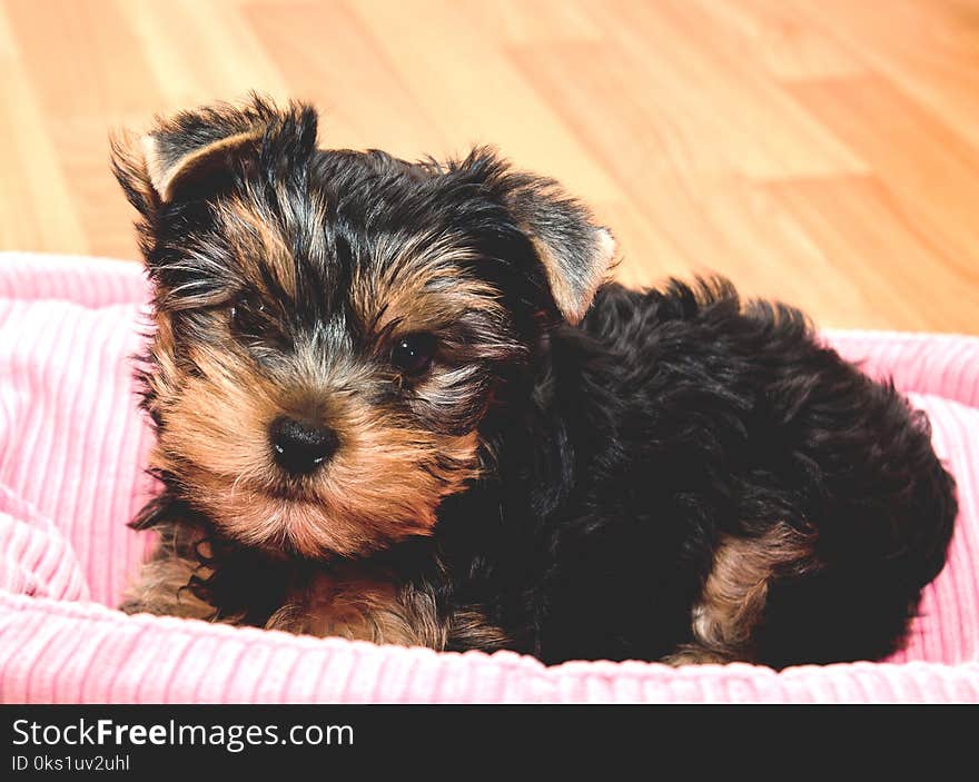 Beautiful puppy yorkshire terrier lying on a floor