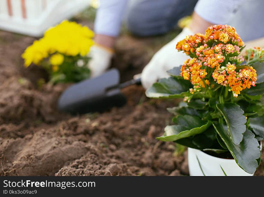 Selective focus of beautiful flowers