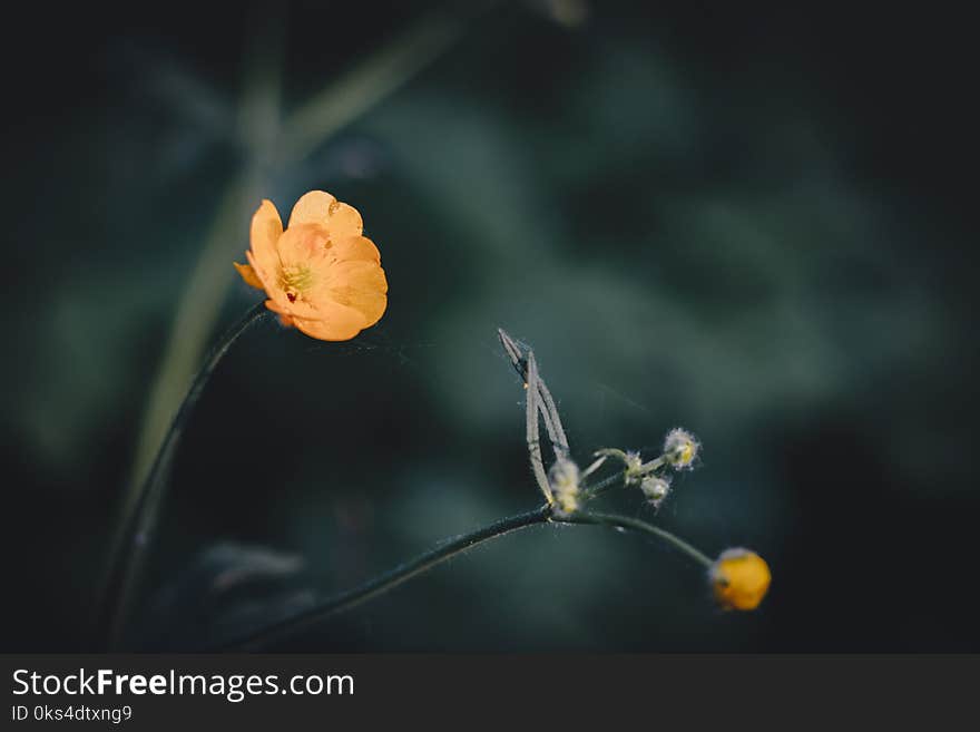 Yellow flowers on background bokeh