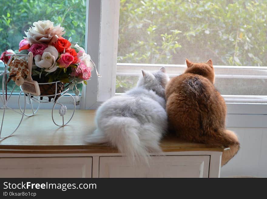 Golden cat with white As a couple. Golden cat with white As a couple