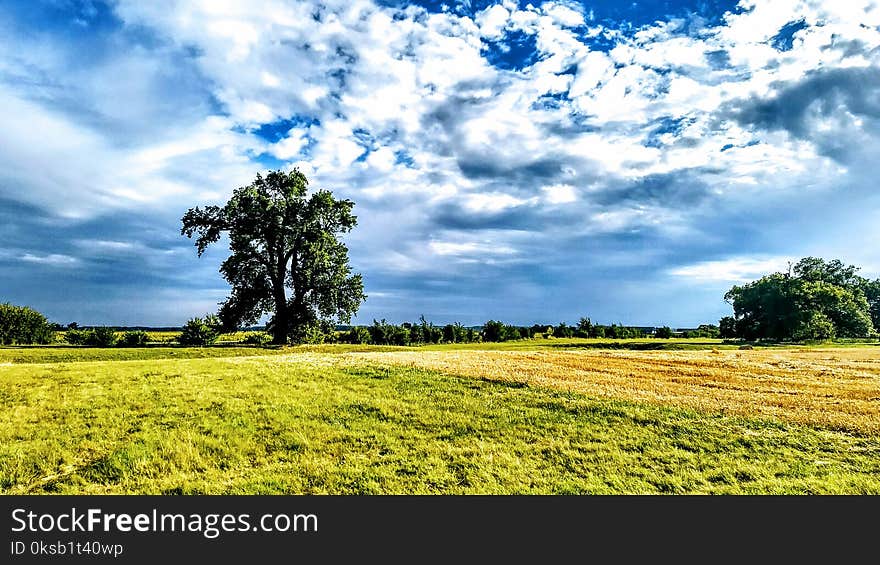 Grass Field