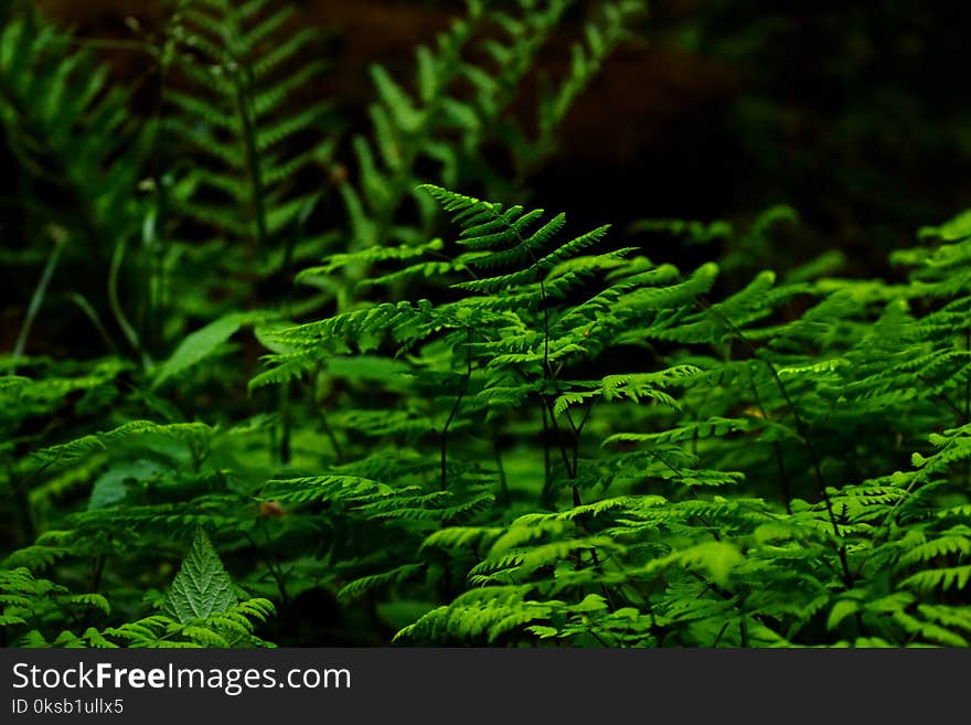 Selective Focus Photography of Fern Plant