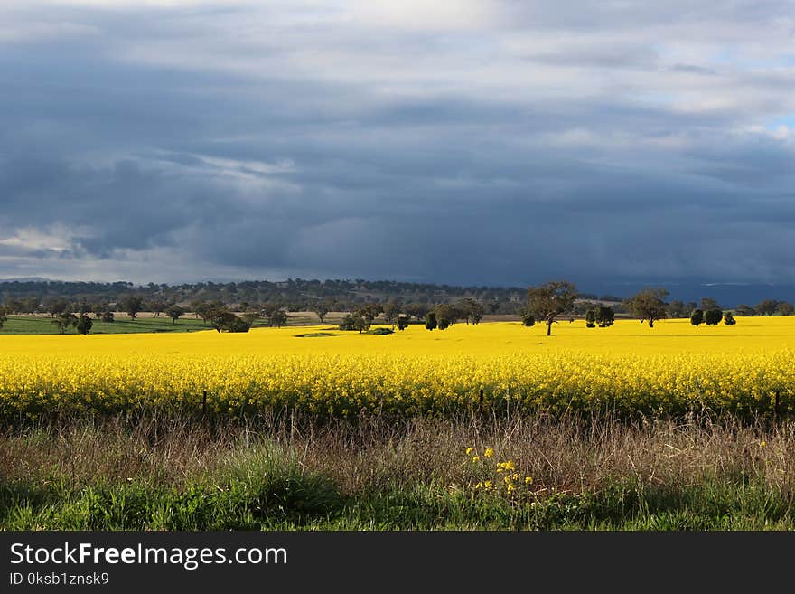 Photography of Flower Field Under Cloudy Sky