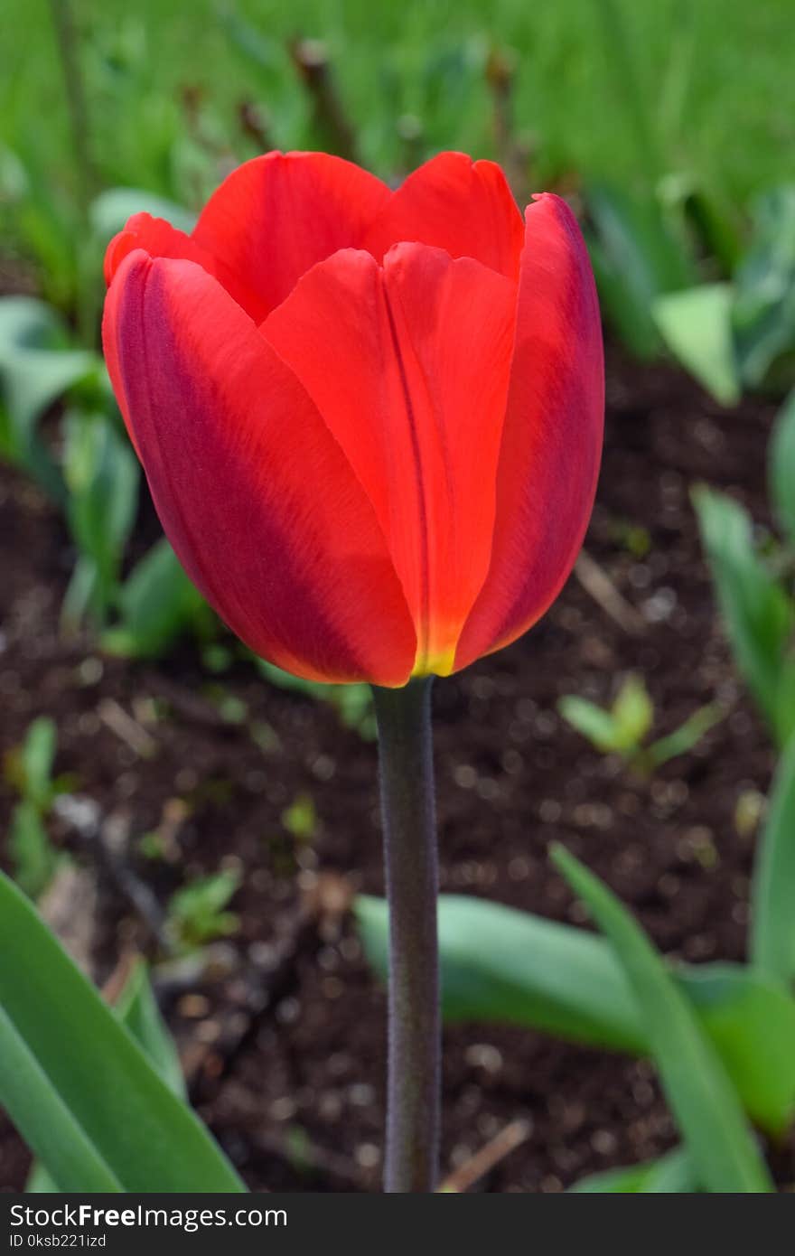 Selective Focus Photo of Red Tulip