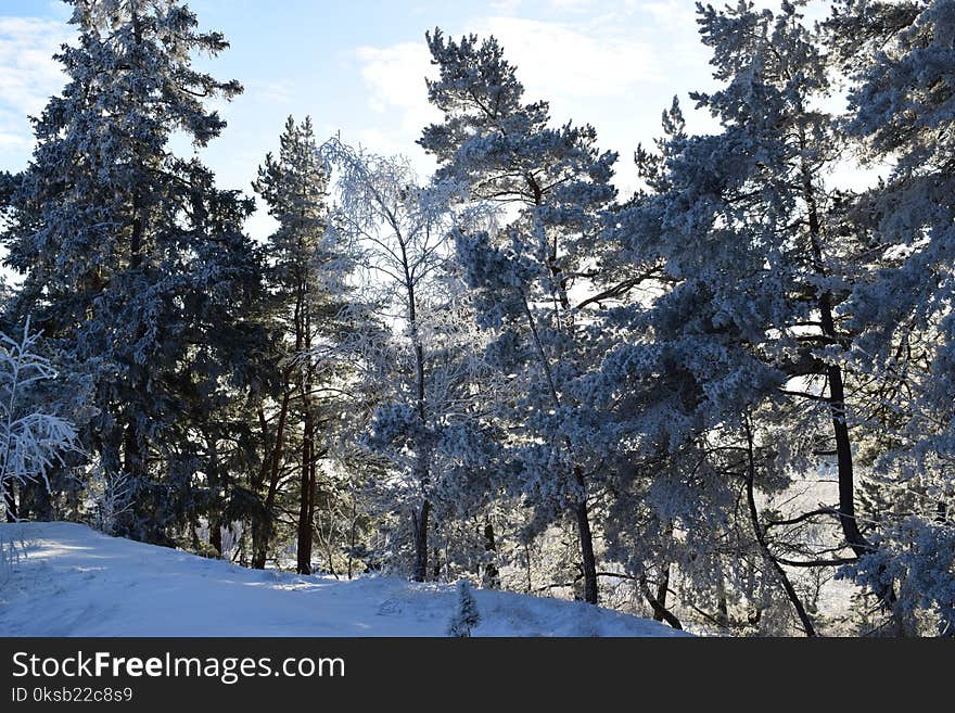 Photography of Trees During Winter