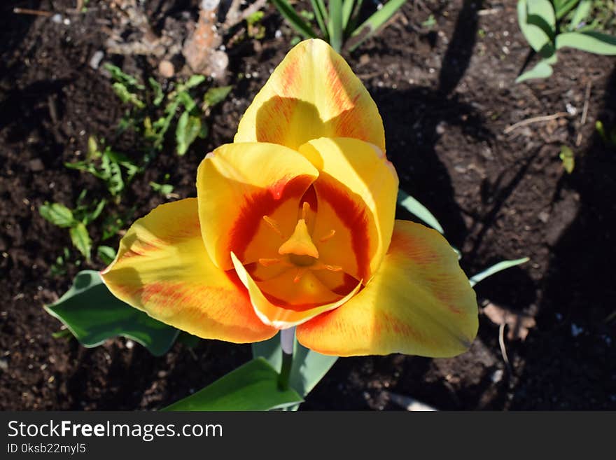 Close-up Photography of Yellow Flower