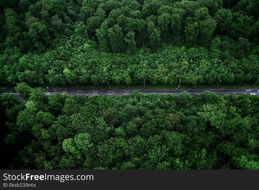 Bird&#x27;s-eye View Photo of Road With Trees