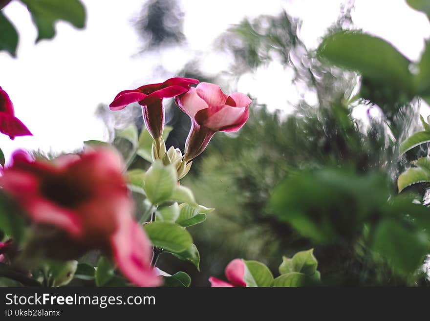 Pink Flowers