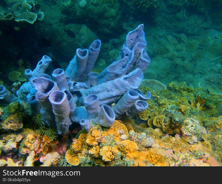 The amazing and mysterious underwater world of the Philippines, Luzon Island, Anilаo, demosponge