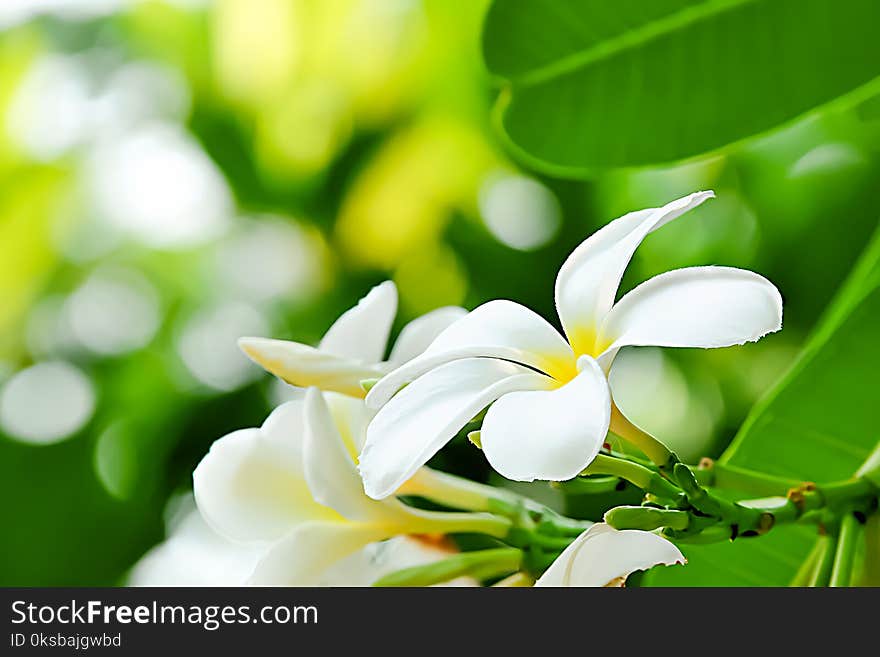 Frangipani Flower Is A Very Fragrant Flower.