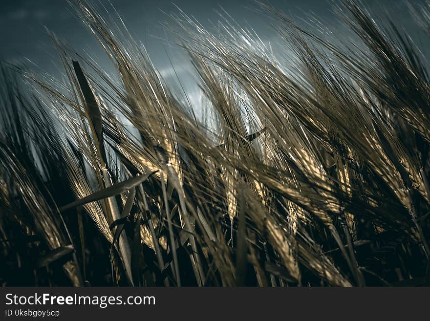 Spikelets of young barley for brewing against the background of a stormy sky