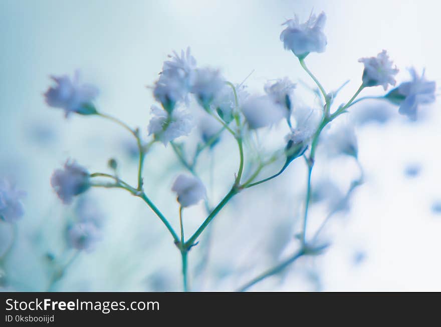 Background of Gypsophila baby`s-breath flowers , Wedding Concept. Background of Gypsophila baby`s-breath flowers , Wedding Concept