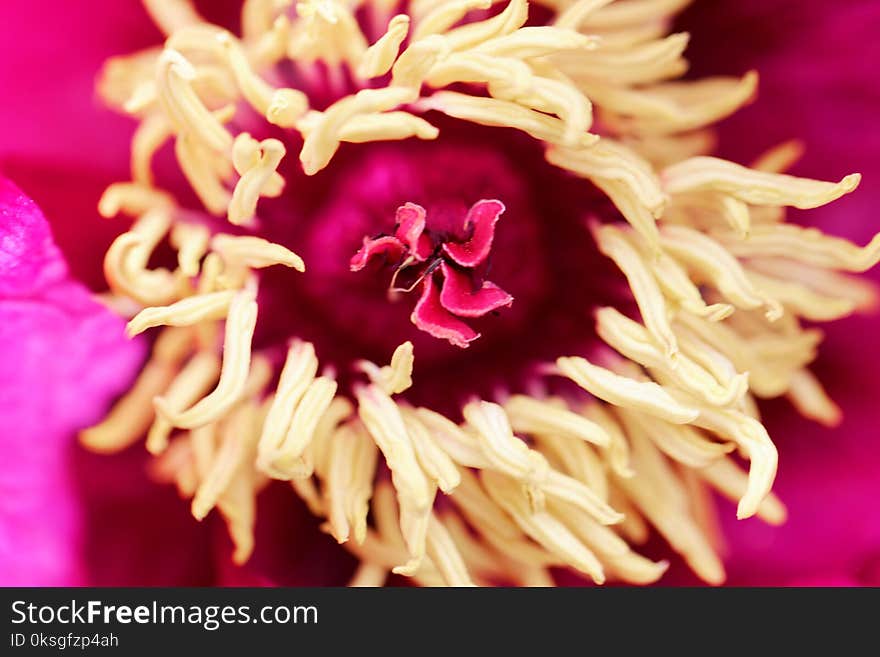 Detail of a poeny flower