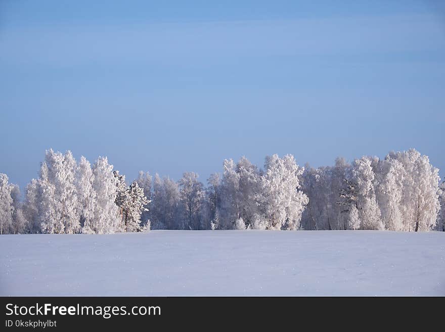 Birch trees under hoarfrost in snow field in winter season. Altai, Siberia, Russia