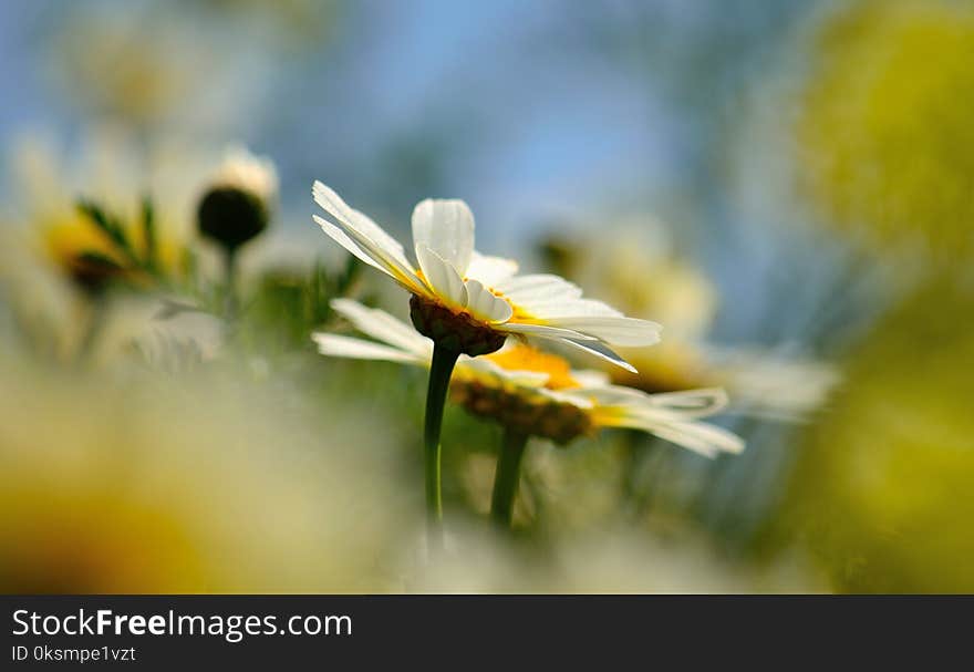 Daisies On The Prairie