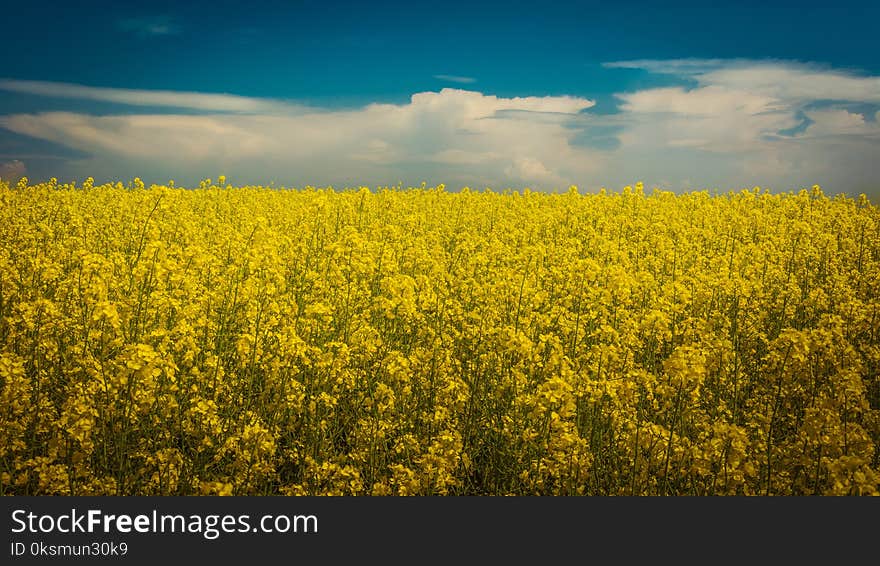 Field of and cumulonimbus.