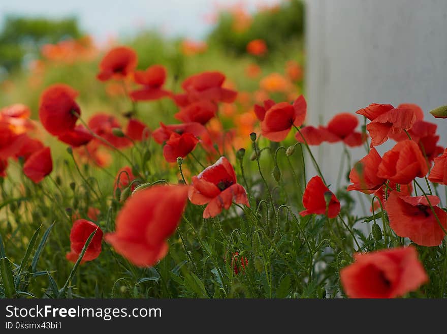 Red poppy flowers. Poppy flowers and blue sky in the near of munich bavaria germany