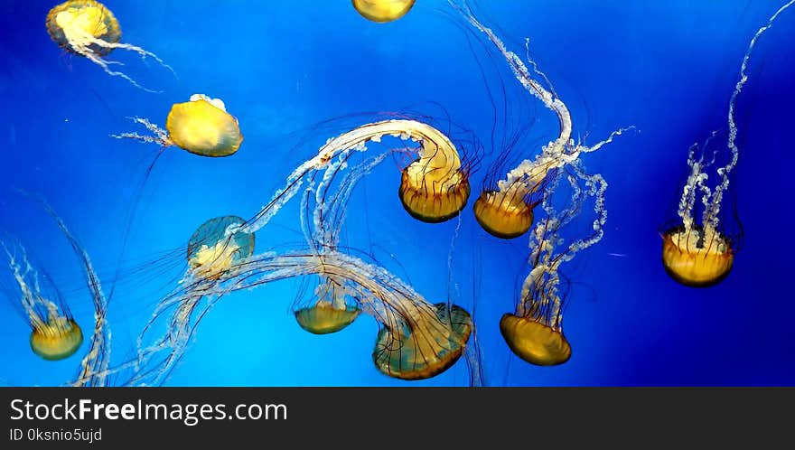 Beautiful jellyfish in clear blue waters. Beautiful jellyfish in clear blue waters