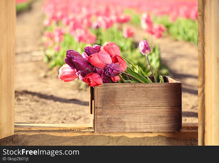 Wooden crate with blooming tulips on sunny day